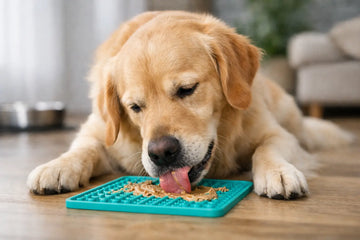Are Lick Mats Safe for Dogs? What to Know