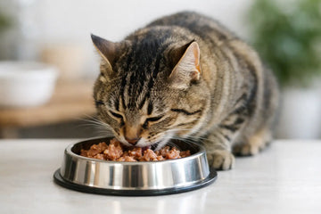 Why Do Cats Eat Quickly?