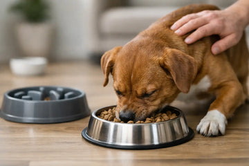 How to Stop Dog Gulping Food Fast