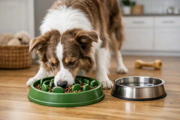 A Practical Guide to Dog Slow Feeding